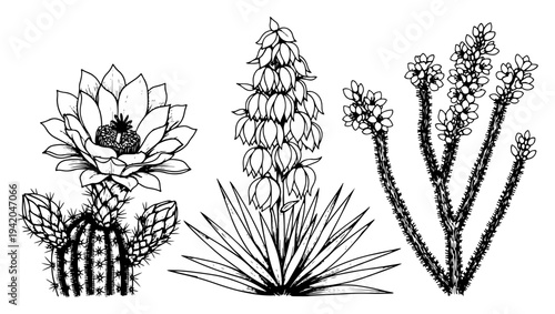 Set of hand drawn desert plants including cacti and blooming yucca flowers