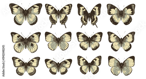 Set of 12 butterfly icons vector