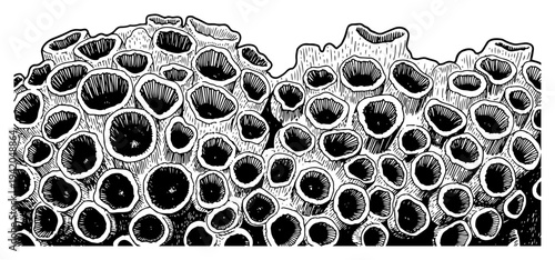 Natural coral reef structure or volcanic rock with pores in vintage etching style