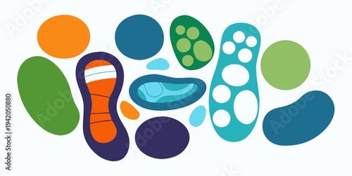 Orthopedic forefoot pads and metatarsal support cushions for foot pain relief and shoe comfort flat vector illustration