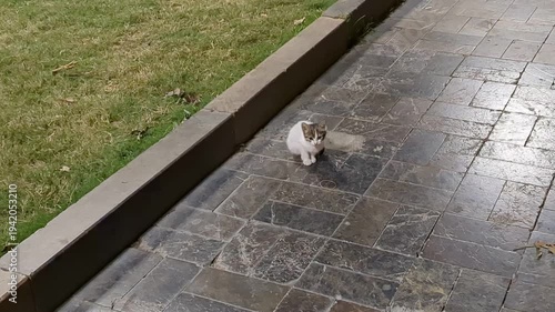 Unhappy, hungry kitten meows on street, feeding and warming. Antalya, Turkey.