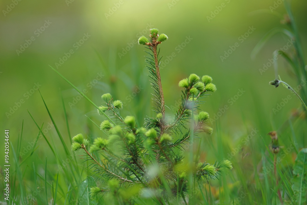 Fototapeta premium Green pine tree new sprouts