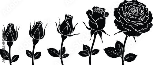 Silhouettes of rose flower blooming stages from bud to full blossom showing natural growth development and botanical beauty for floral decorative and educational themes