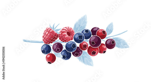 A stylized branch laden with a colorful assortment of red raspberries, blue blueberries, and small red berries is depicted on a clean white background.