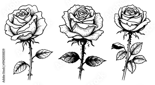 Three vintage hand drawn rose flowers with long stems and thorns in woodcut style