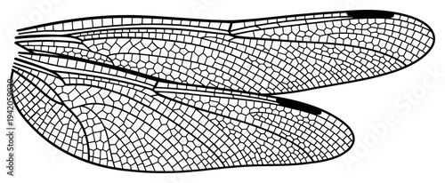 Detailed vector illustration of dragonfly wings with intricate biological cell patterns