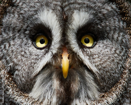 Photos Great grey owl portrait with intense yellow eyes wildlife bird close up without