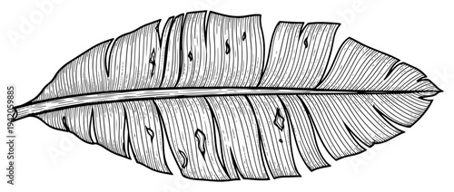 Detailed hand drawn banana leaf or tropical foliage illustration in line art style