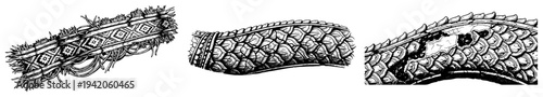 Set of reptile scale textures and spiked tail details in vintage hand drawn style