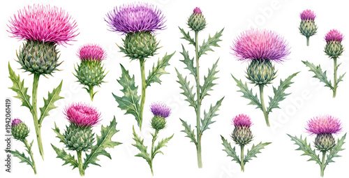 A charming watercolor collection of blooming thistle flowers featuring purple and pink wild botanical plants with spiky leaves illustrated in a natural botanical style.