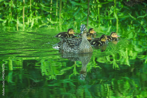 Kaczka krzyżówka z gromadką małych kaczątek płynąca po zielonej wodzie w otoczeniu gęstej roślinności. Malowniczy widok dzikiej przyrody, wiosenne ptactwo wodne i naturalne odbicia w wodzie.
