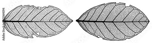 Set of two detailed leaf skeleton vein structures in vintage engraving style