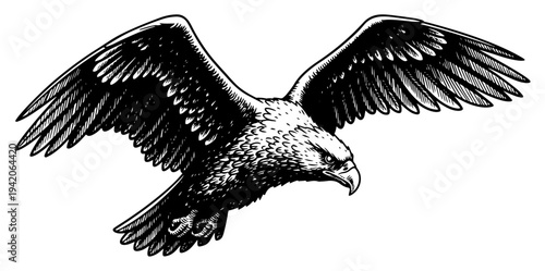 Majestic flying eagle with detailed spreading wings in classic hand drawn vintage engraving style