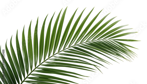 Vibrant green palm leaf on white background for nature designs