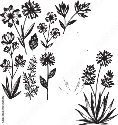 Elegant black and white botanical illustration of various flowers and foliage