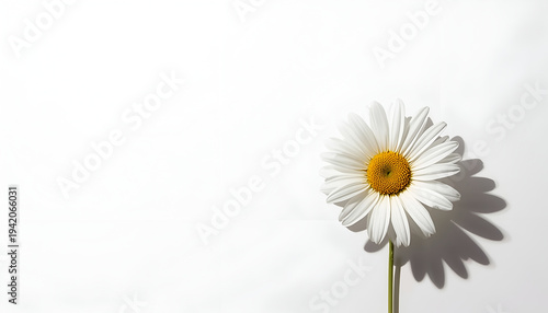Wallpaper Mural Beautiful white daisy with yellow center on green stem Torontodigital.ca