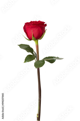 A stunning close-up of a single red rose on long stem with detailed petals and vibrant colors, set isolated on a white background that enhances the rose's elegance and romantic essence.