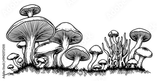 Detailed woodcut style illustration of various forest mushrooms growing in a group