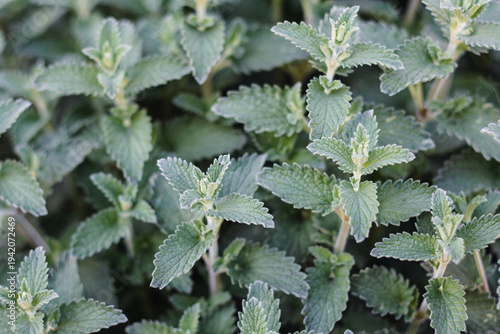 Catmint Snowflake leaves - Latin name - Nepeta racemosa Snowflake