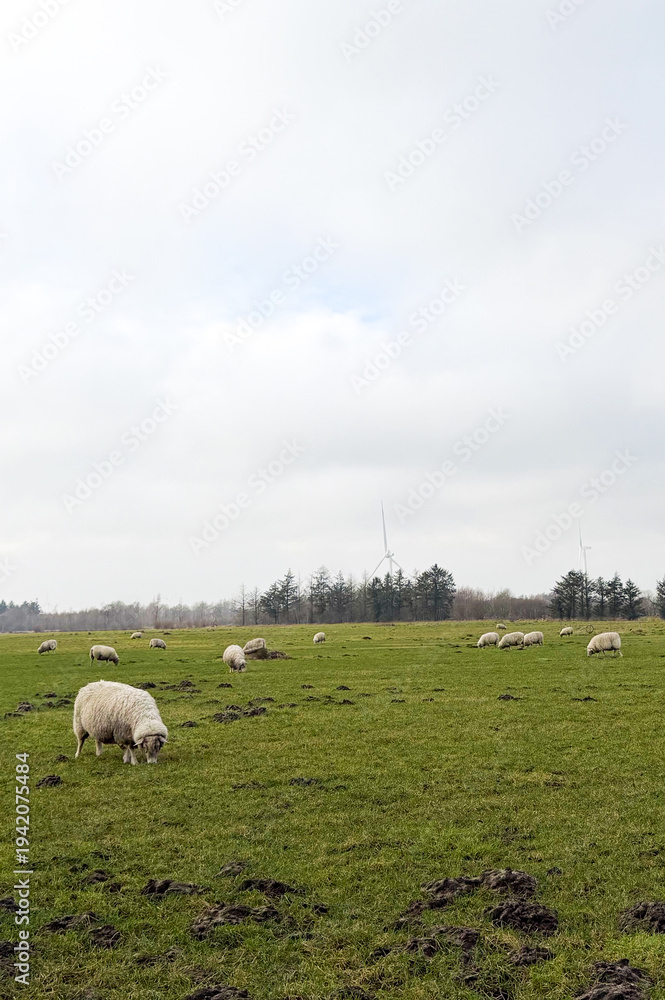 Fototapeta premium Flock of sheep grazing on a green pasture with muddy patches under a cloudy sky, trees visible in the background, rural landscape in spring season