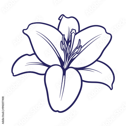 Lily flower illustration with four petals and stamens on white background  decorative floral design element