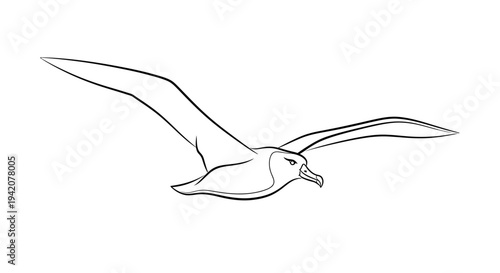 Soaring bird illustration with spread wings against a clean white background