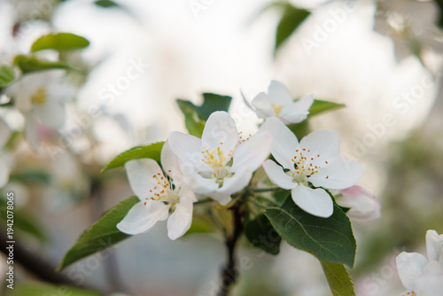 Close-up of white blossoms on a tree branch with green leaves