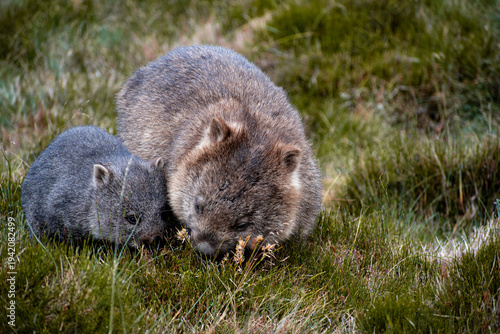 Australia, these cute and curious marsupials are common throughout Tasmania. Wombats thrive within Cradle Mountain-Lake St Clair National Park where is a very good chance to see them in the nature.