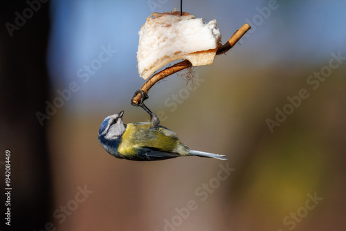 Принти на полотні Close-up of an adult Eurasian blue tit (Cyanistes caeruleus) clinging to a piece of pork fat against an olive background on a sunny spring day