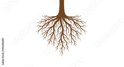 A single thick brown tree trunk extends downwards, transitioning into a dense, symmetrical network of numerous branching roots isolated on a white background.