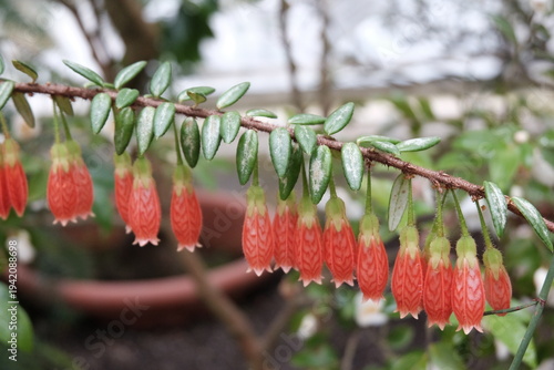 Photos Agapetes serpens sleumer Ericaceae