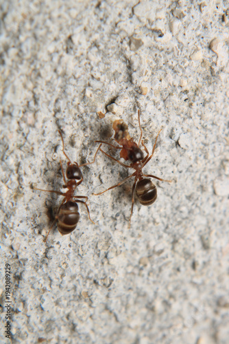 Black carpenter ant macro photo