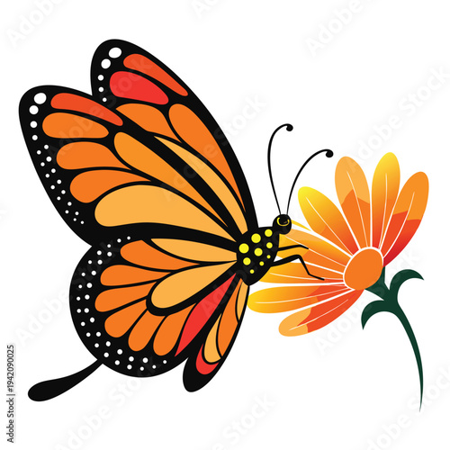 Vivid orange and red butterfly gently lands on a brightly colored daisy flower to gather nectar