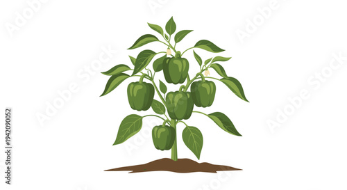A vibrant green bell pepper plant with five ripe peppers and small white blossoms emerges from a brown soil patch on a clean white background.