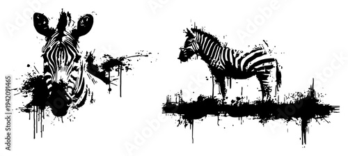 Zebra head and full body illustrations in high contrast black ink splatter style
