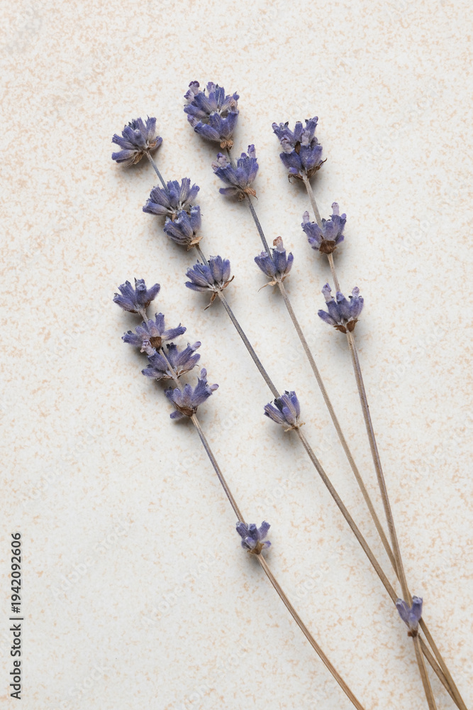 Fototapeta premium Dried organic lavender flowers stems on textured beige background, showcasing their natural beauty and simplicity
