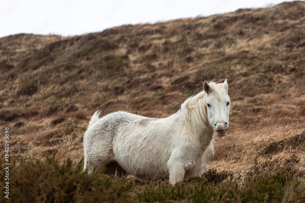 Fototapeta premium Expressive white Connemara pony in the rugged Irish countryside. Native horse standing on a hillside in Clifden, Galway.