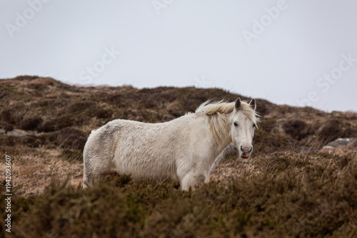 Fotografi White Connemara pony standing in the rugged wilderness of Clifden, Ireland