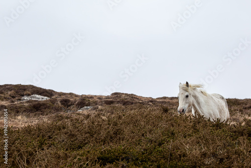 Obraz na plátně White Connemara pony standing in the rugged wilderness of Clifden, Ireland