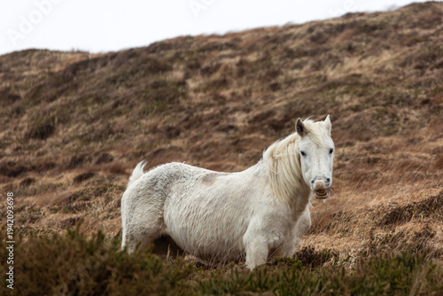 Φωτογραφία Expressive white Connemara pony in the rugged Irish countryside
