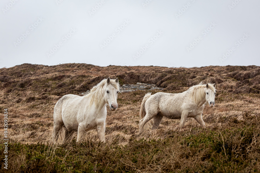 Obraz premium Two white Connemara ponies in the Irish countryside near Clifden, Image shows the two horses on a cold gloomy, cloudy day walking through the long grass on the side of a hill