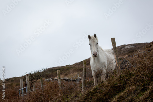 Canvas Print White Connemara Pony standing by a wire fence in Clifden, Ireland