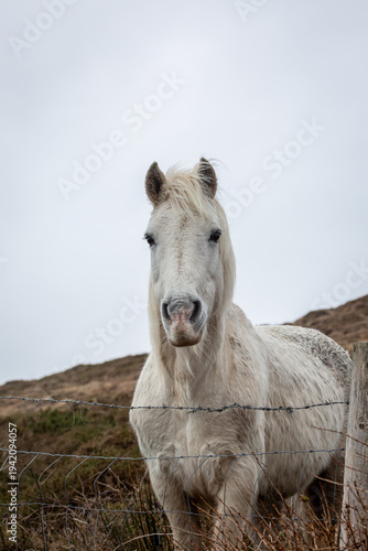 Εκτύπωση καμβά White Connemara Pony standing by a wire fence in Clifden, Ireland
