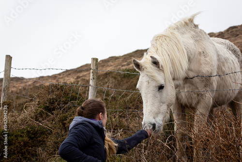 Obraz na plátne A young woman hand-feeding a white Connemara pony over a wire fence in a rugged moorland landscape authentic rural animal interaction and equestrian lifestyle photography in a wild, misty countryside