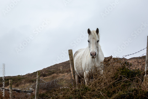 Billede på lærred White Connemara Pony standing by a wire fence in Clifden, Ireland