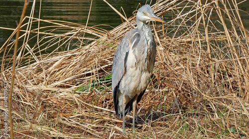 Φωτογραφία grey heron ardea cinerea