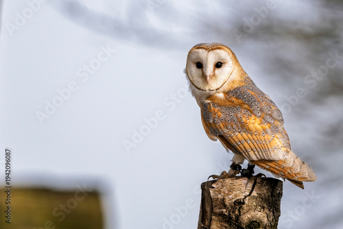Close up of a beautiful Barn Owl perched on tree stump with light bokah background in Wiltshire, UK