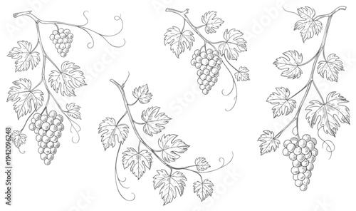 Grape branch collection drawn in antique botanical line style. Rustic grapevine leaves and fruit branches illustrated in classic botanical art.