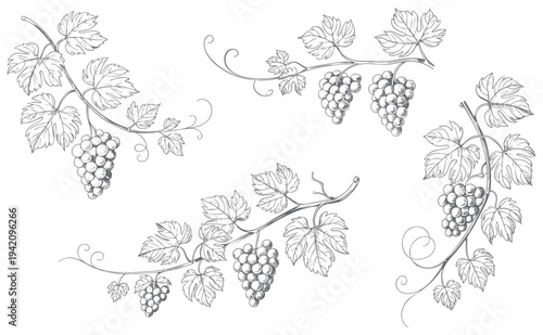 Grape branch collection drawn in antique botanical line style. Rustic grapevine leaves and fruit branches illustrated in classic botanical art.