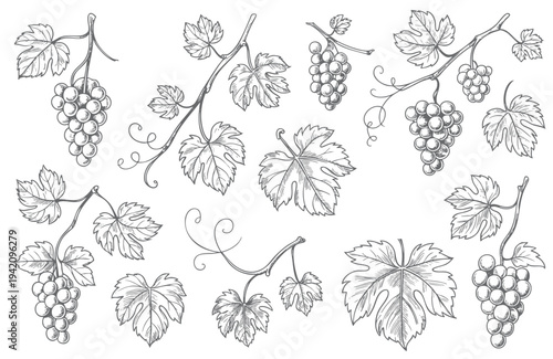 Grape branch collection drawn in antique botanical line style. Rustic grapevine leaves and fruit branches illustrated in classic botanical art.